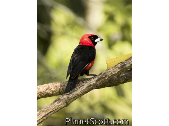 Masked Crimson Tanager (Ramphocelus nigrogularis)
