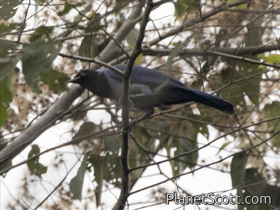 Violaceous Jay (Cyanocorax violaceus)