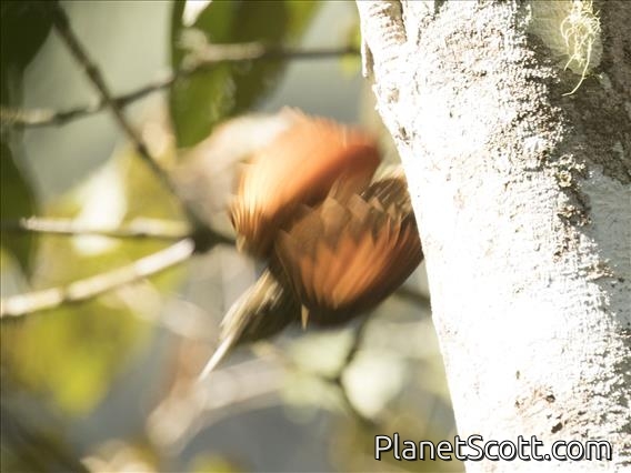 Olive-backed Woodcreeper (Xiphorhynchus triangularis)