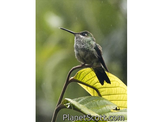 Many-spotted Hummingbird (Taphrospilus hypostictus)
