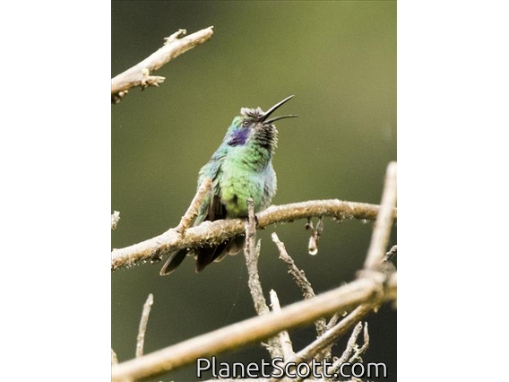 Lesser Violetear (Colibri cyanotus)