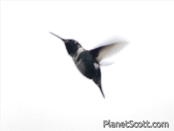 White-bellied Woodstar (Chaetocercus mulsant)