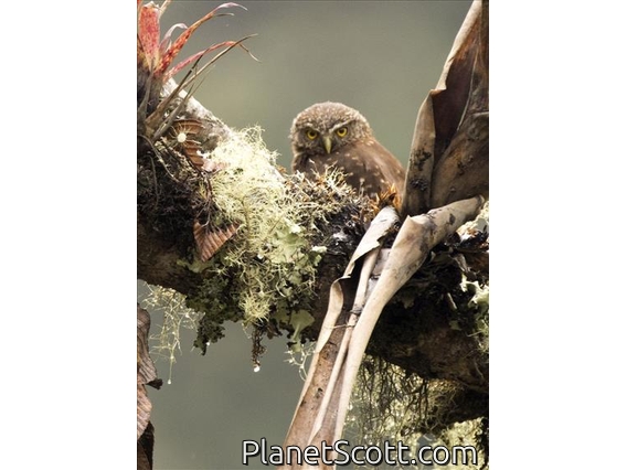 Yungas Pygmy-Owl (Glaucidium bolivianum)