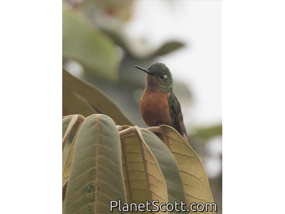 Chestnut-breasted Coronet (Boissonneaua matthewsii)