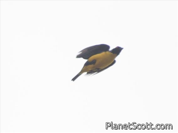 Hooded Mountain-Tanager (Buthraupis montana)