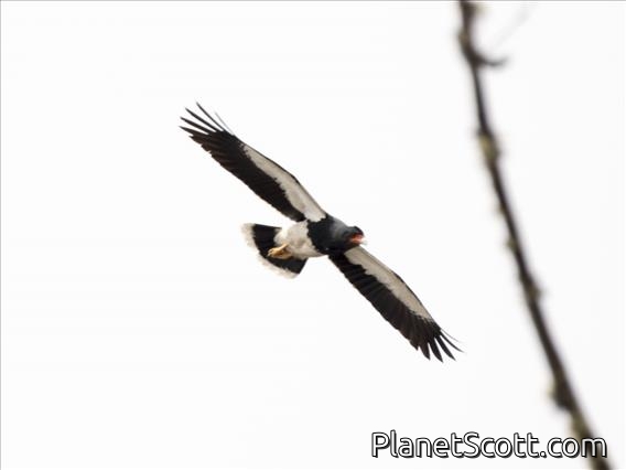 Mountain Caracara (Phalcoboenus megalopterus)