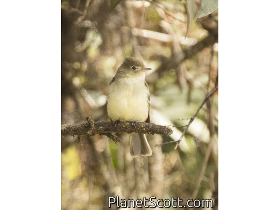Sierran Elaenia (Elaenia pallatangae)