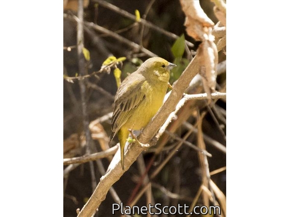 Greenish Yellow-Finch (Sicalis olivascens)