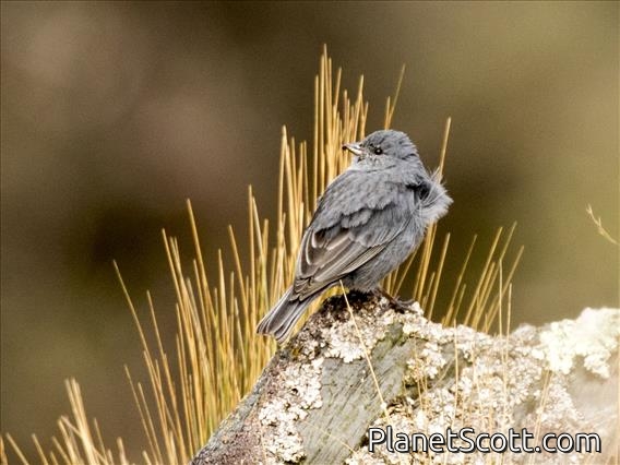 Plumbeous Sierra-Finch (Geospizopsis unicolor) - Male