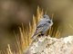Plumbeous Sierra-Finch (Geospizopsis unicolor) - Male