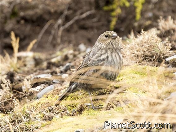 Plumbeous Sierra-Finch (Geospizopsis unicolor) - Female