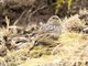 Plumbeous Sierra-Finch (Geospizopsis unicolor) - Female
