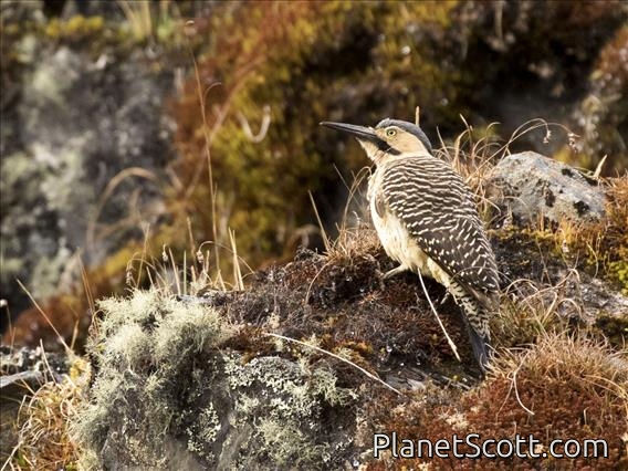 Andean Flicker (Colaptes rupicola)