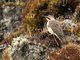 Andean Flicker (Colaptes rupicola)
