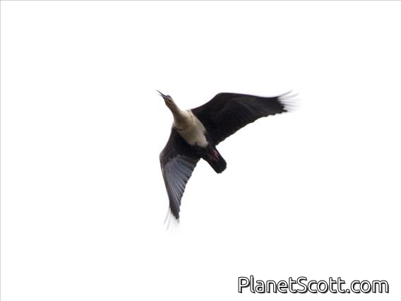 Black-faced Ibis (Theristicus melanopis)