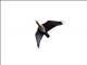 Black-faced Ibis (Theristicus melanopis)