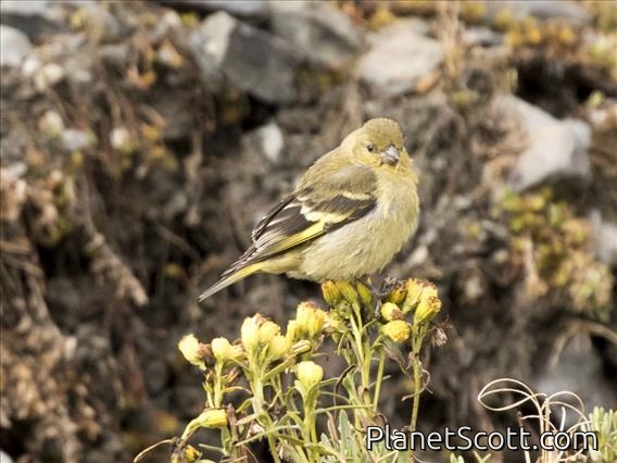 Hooded Siskin (Spinus magellanicus)