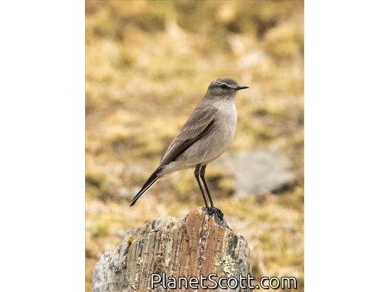 Taczanowski's Ground-tyrant (Muscisaxicola griseus)