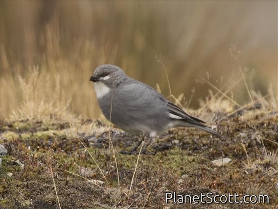 White-winged Diuca-Finch (Diuca speculifera)