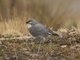 White-winged Diuca-Finch (Diuca speculifera)