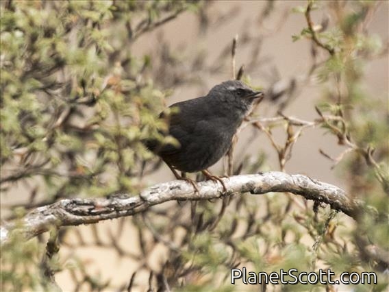 Puna Tapaculo (Scytalopus simonsi)