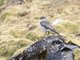White-browed Ground-Tyrant (Muscisaxicola albilora)