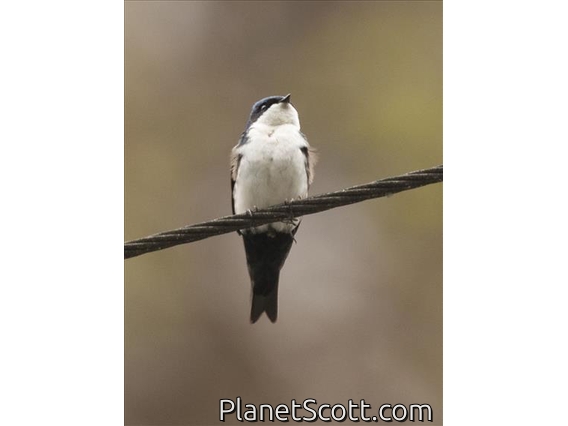 Blue-and-white Swallow (Pygochelidon cyanoleuca)