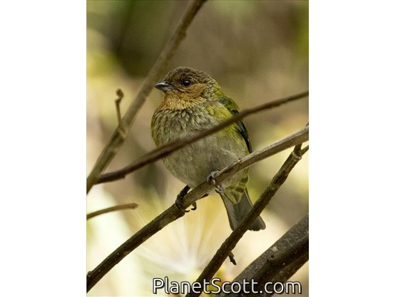 Silvery Tanager (Tangara viridicollis)