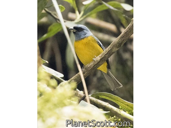 Blue-and-yellow Tanager (Pipraeidea bonariensis)