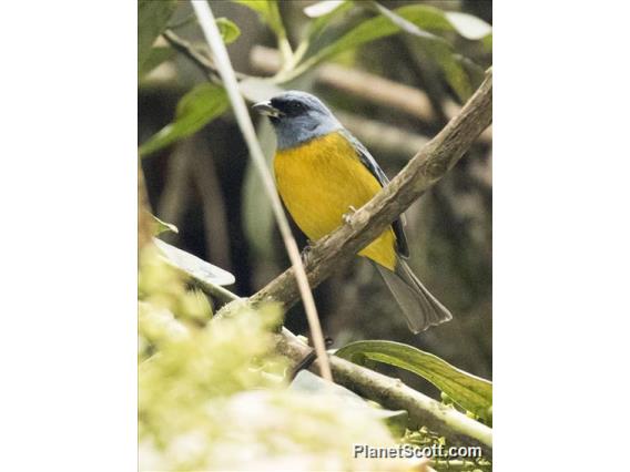 Blue-and-yellow Tanager (Rauenia bonariensis)