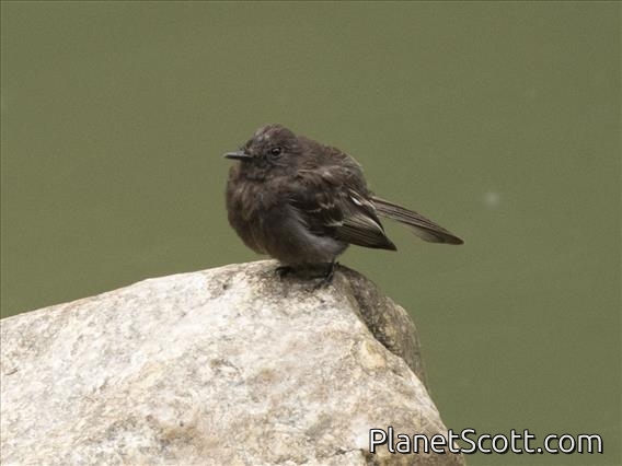Black Phoebe (Sayornis nigricans)