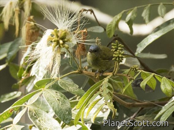 Capped Conebill (Conirostrum albifrons) - Female