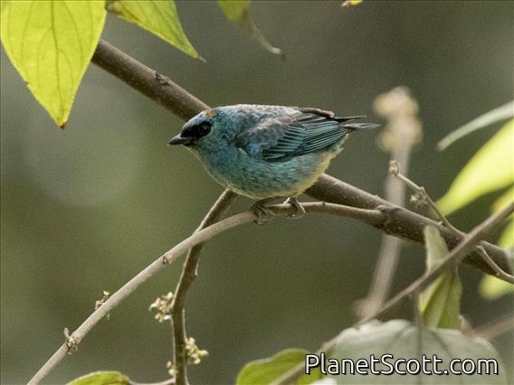 Golden-naped Tanager (Tangara ruficervix)