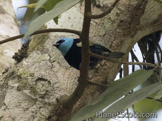 Blue-necked Tanager (Tangara cyanicollis)