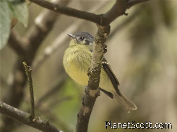 Ashy-headed Tyrannulet (Phyllomyias cinereiceps)
