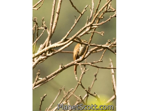 Streaked Xenops (Xenops rutilans)