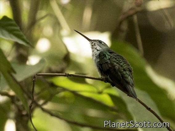 Green-and-white Hummingbird (Amazilia viridicauda)