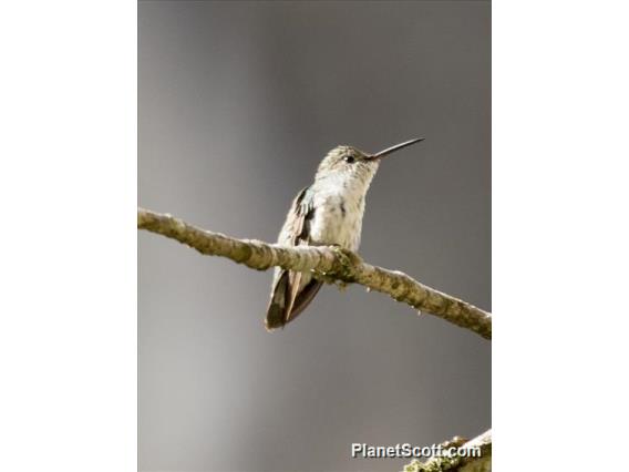 White-bellied Hummingbird (Elliotomyia chionogaster)