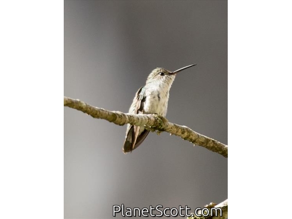 White-bellied Hummingbird (Amazilia chionogaster)