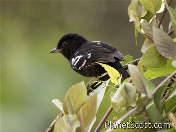Variable Antshrike (Thamnophilus caerulescens) - Male