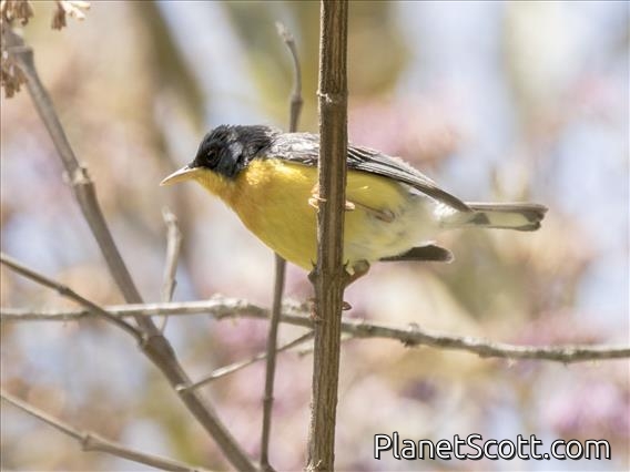 Tropical Parula (Setophaga pitiayumi)