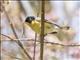 Tropical Parula (Setophaga pitiayumi)