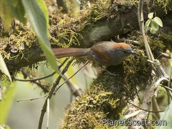 Azara's Spinetail (Synallaxis azarae)