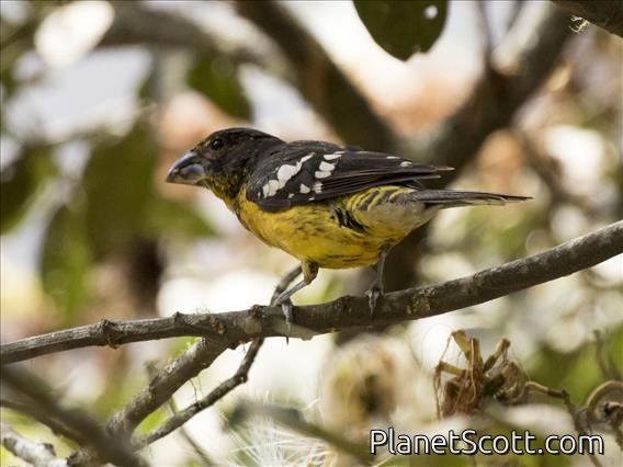 Black-backed Grosbeak (Pheucticus aureoventris)
