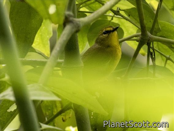 Pale-legged Warbler (Myiothlypis signata)