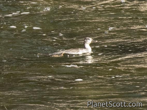 Torrent Duck (Merganetta armata)