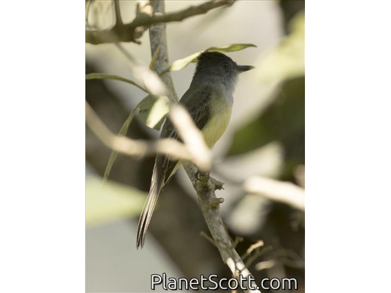 Pale-edged Flycatcher (Myiarchus cephalotes)