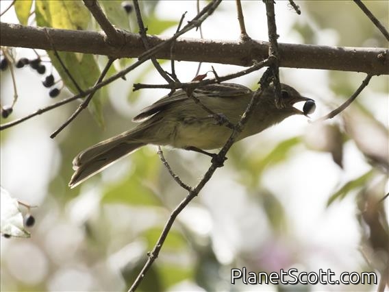 Highland Elaenia (Elaenia obscura)
