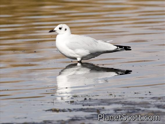 Andean Gull (Chroicocephalus serranus) - Non-breeding