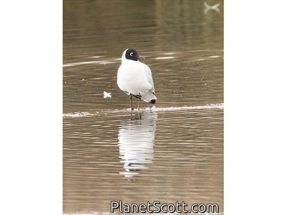 Andean Gull (Chroicocephalus serranus) - Breeding